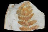 Paleocene Fossil Fern (Dennstaedtia) - Montana #120837-1